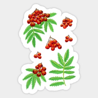 Rowan Berry in Gouache Sticker